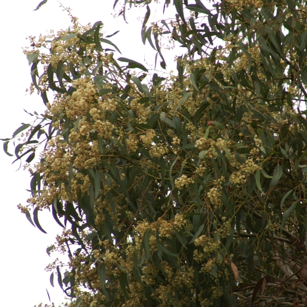 Eucalyptus fasciculosa